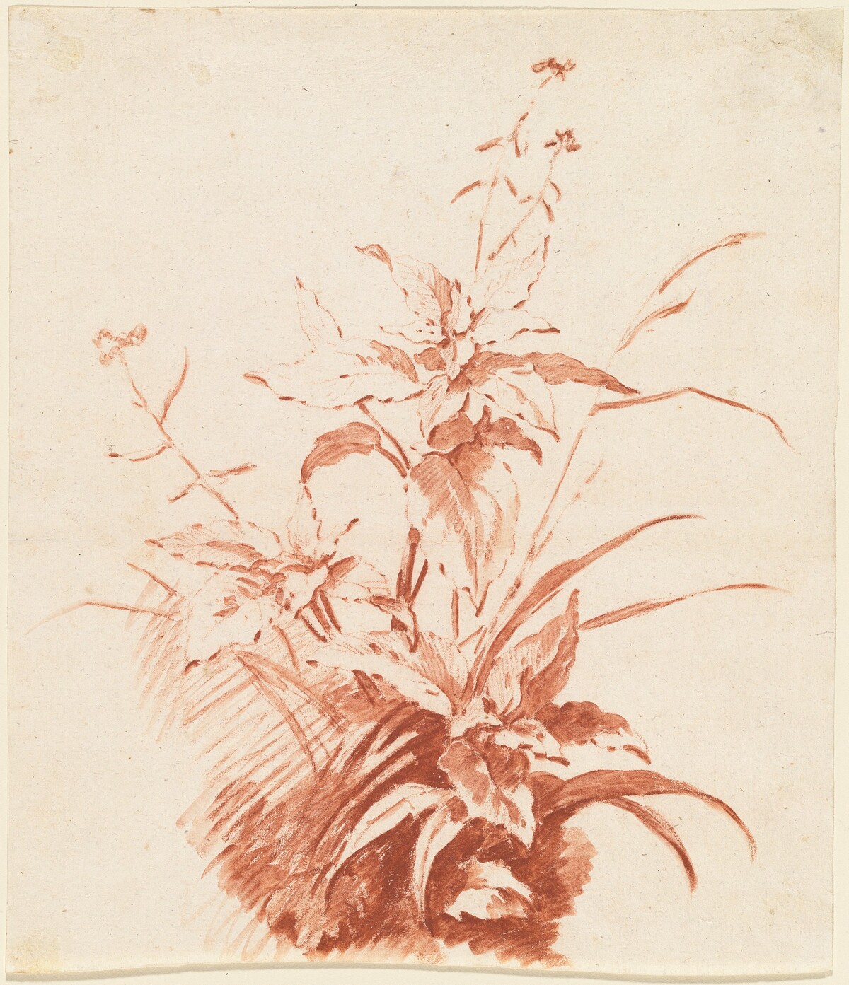 Flowering Plant with Grass by Jean-Baptiste Hüet, I