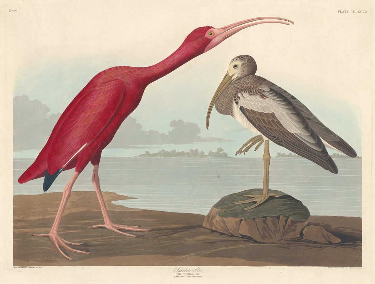Scarlet Ibis by Robert Havell after John James Audubon