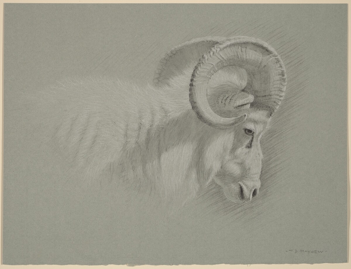 Head of a Dall Ram by Timothy David Mayhew