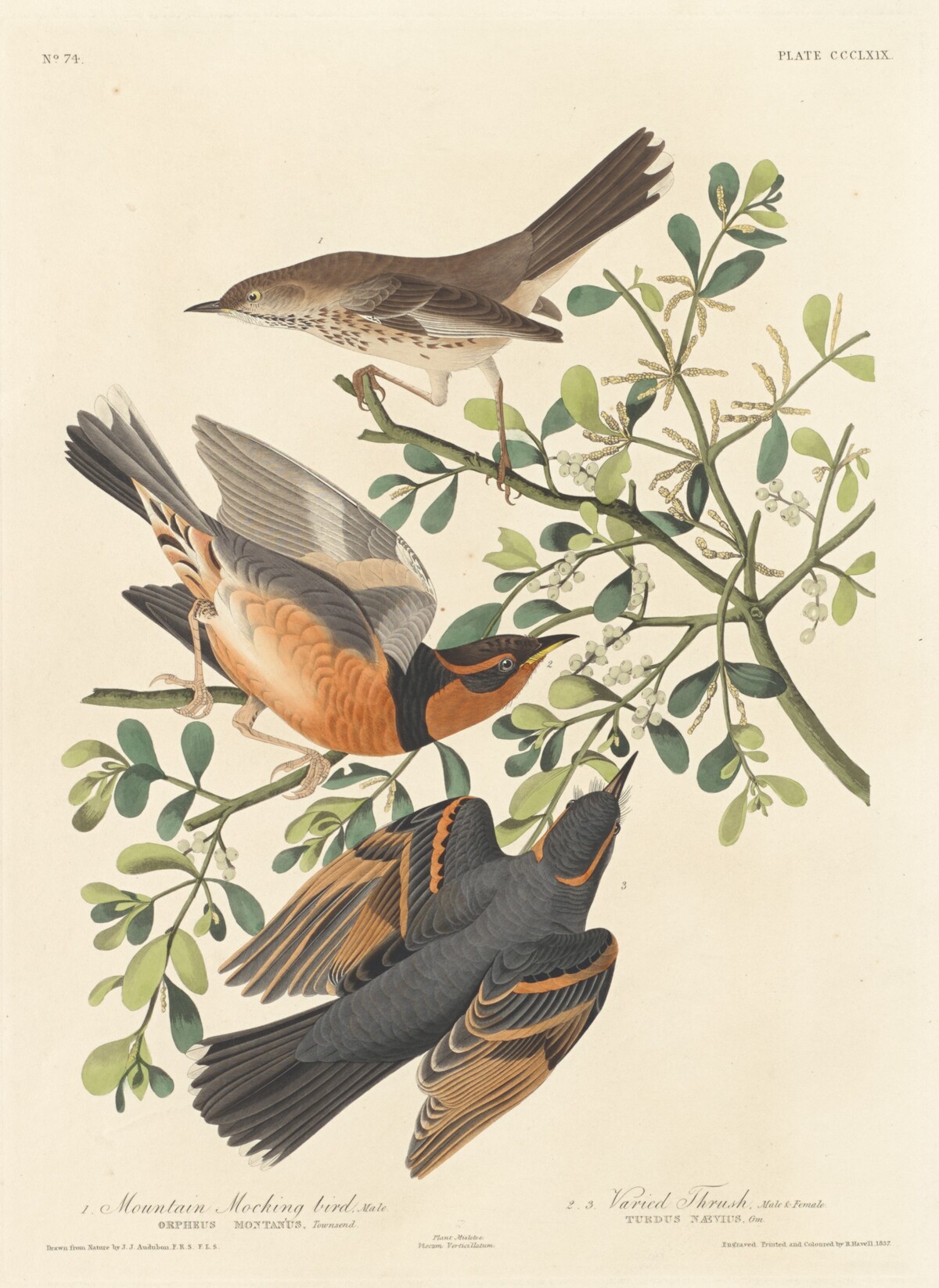 Mountain Mocking-bird and Varied Thrush by Robert Havell after John James Audubon