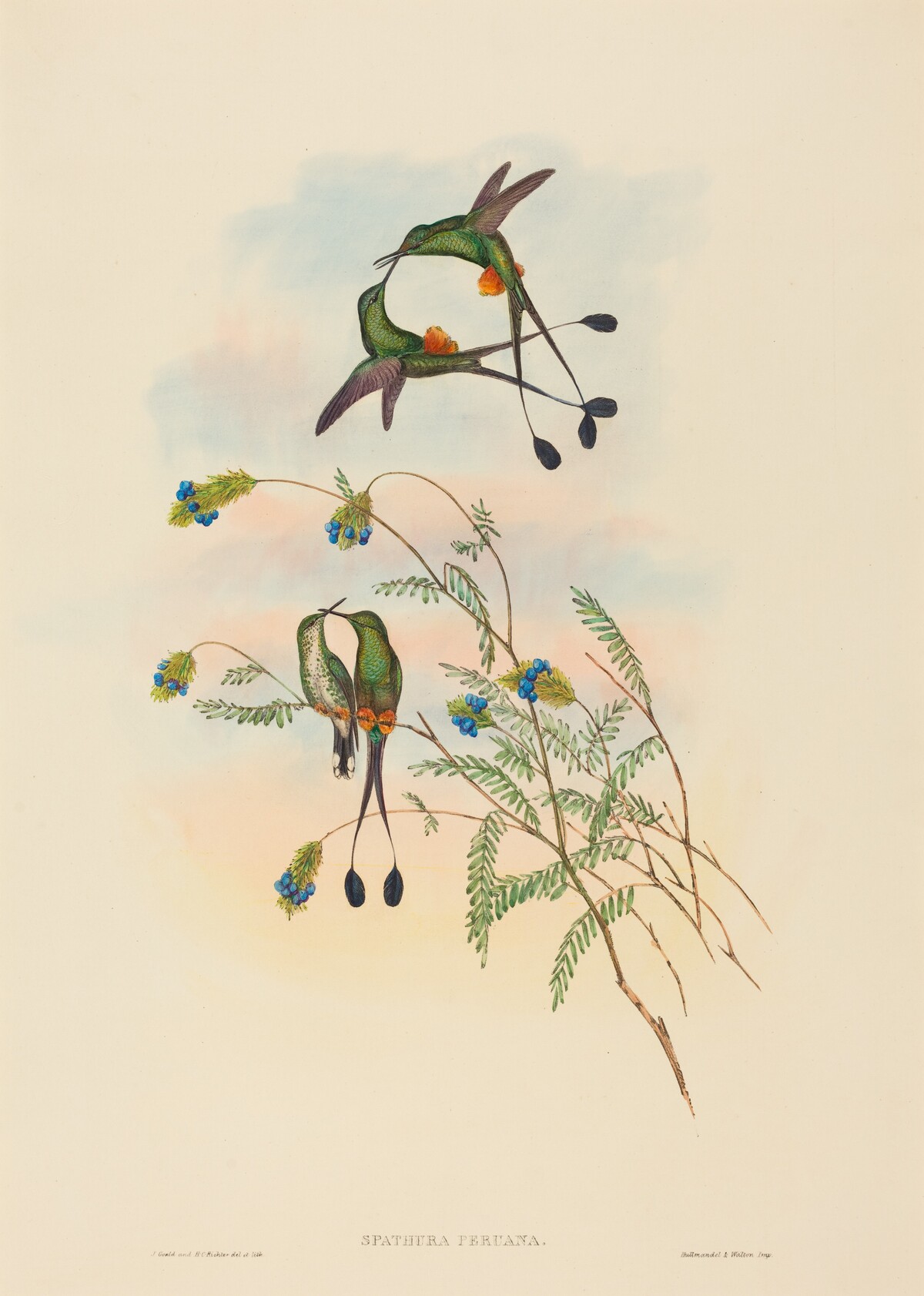 Spathura peruana (Peruvian Racket-Tail) by John Gould and H.C. Richter