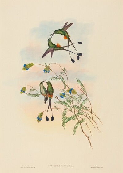 Spathura peruana (Peruvian Racket-Tail)