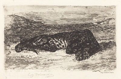 Tiger Sleeping in the Desert