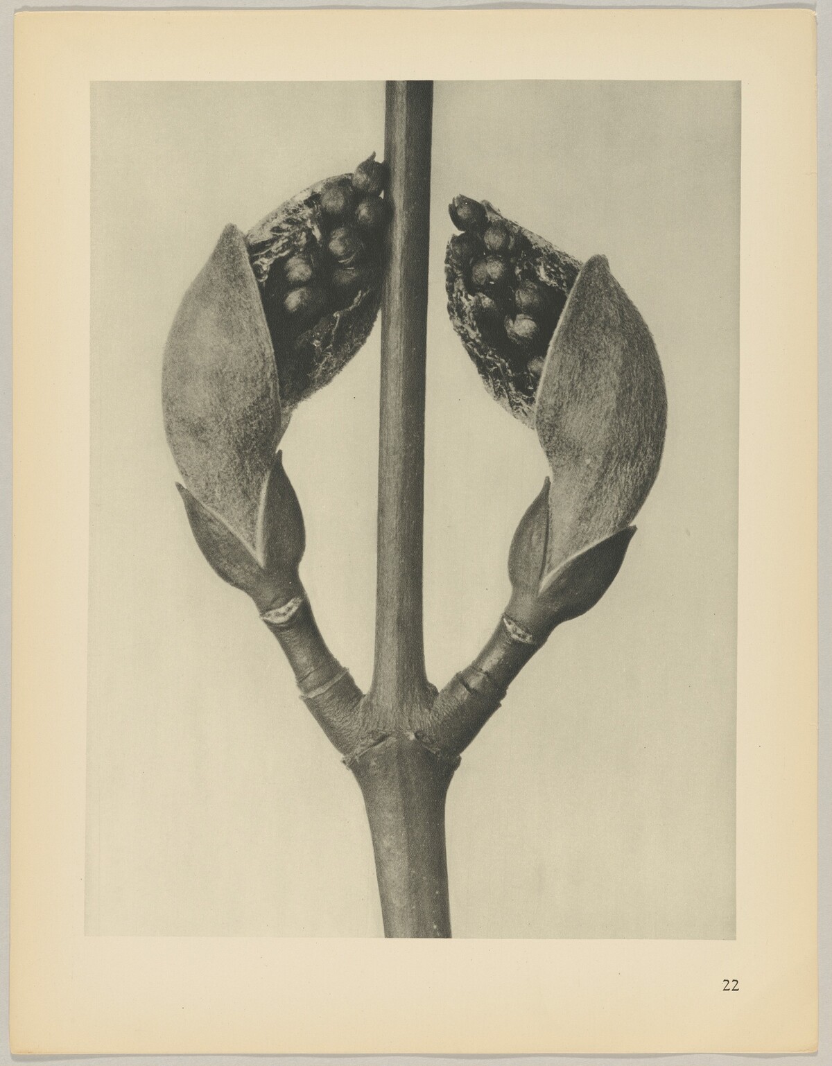 Acer rufinerve by Karl Blossfeldt