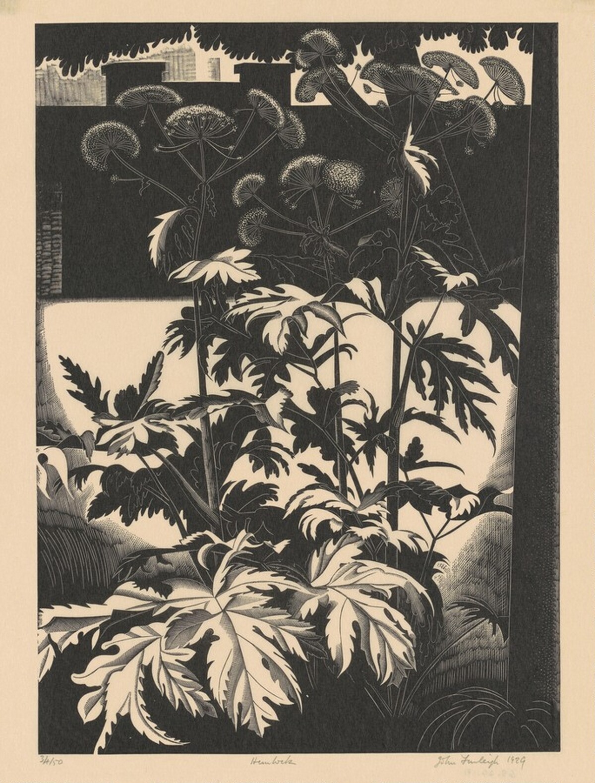 Hemlock by John Farleigh