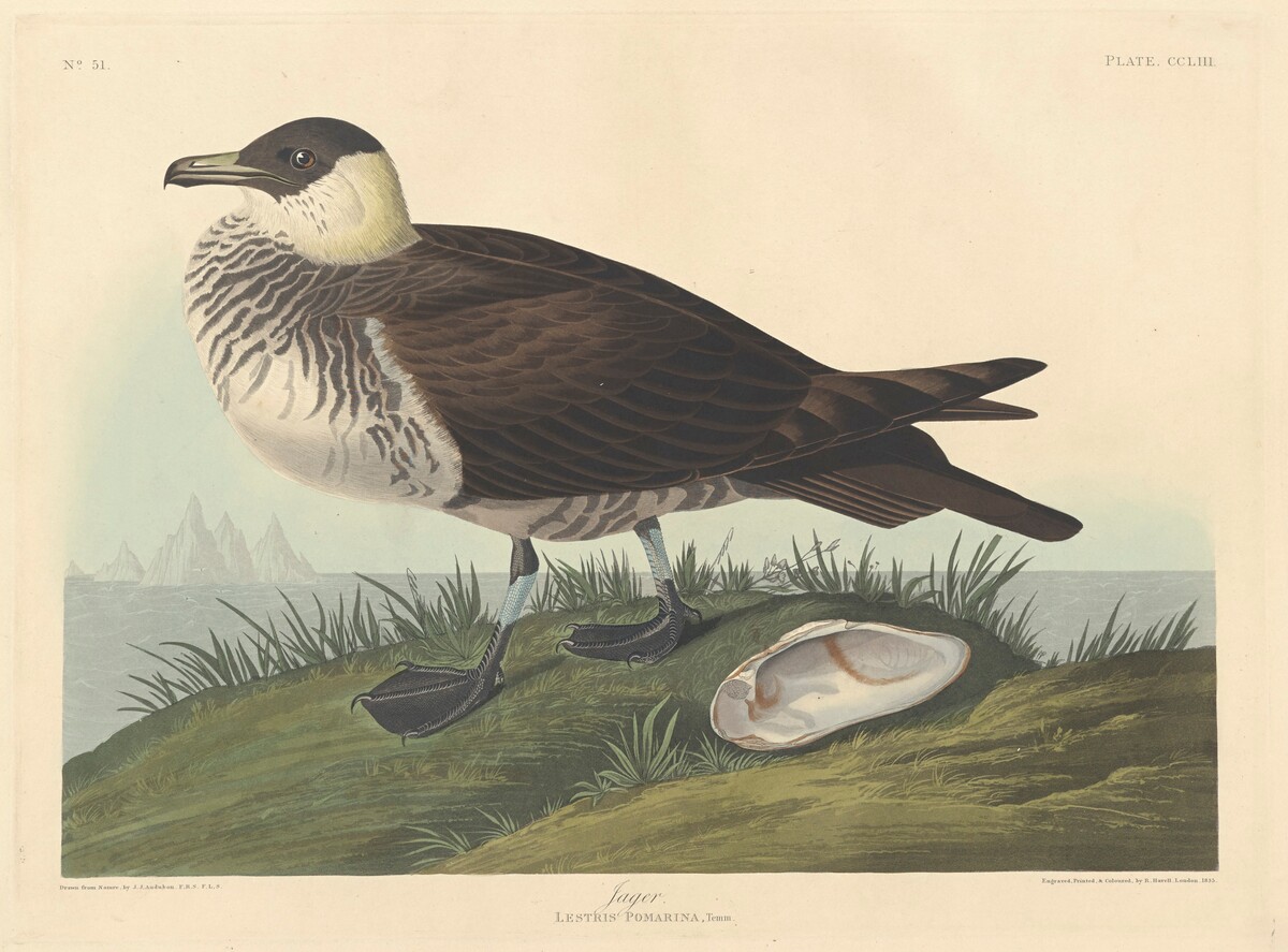 Jager by Robert Havell after John James Audubon