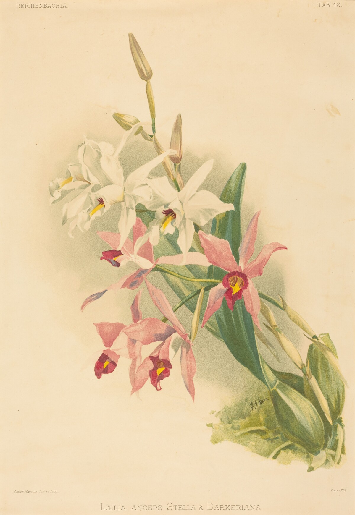 Laelia Anceps Stella & Barkeriana by Joseph Mansell after Henry George Moon