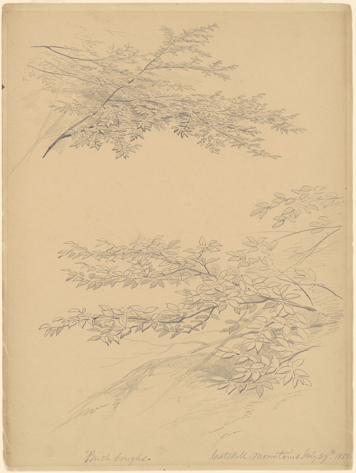 Birch Boughs, Catskill Mountains by John William Casilear