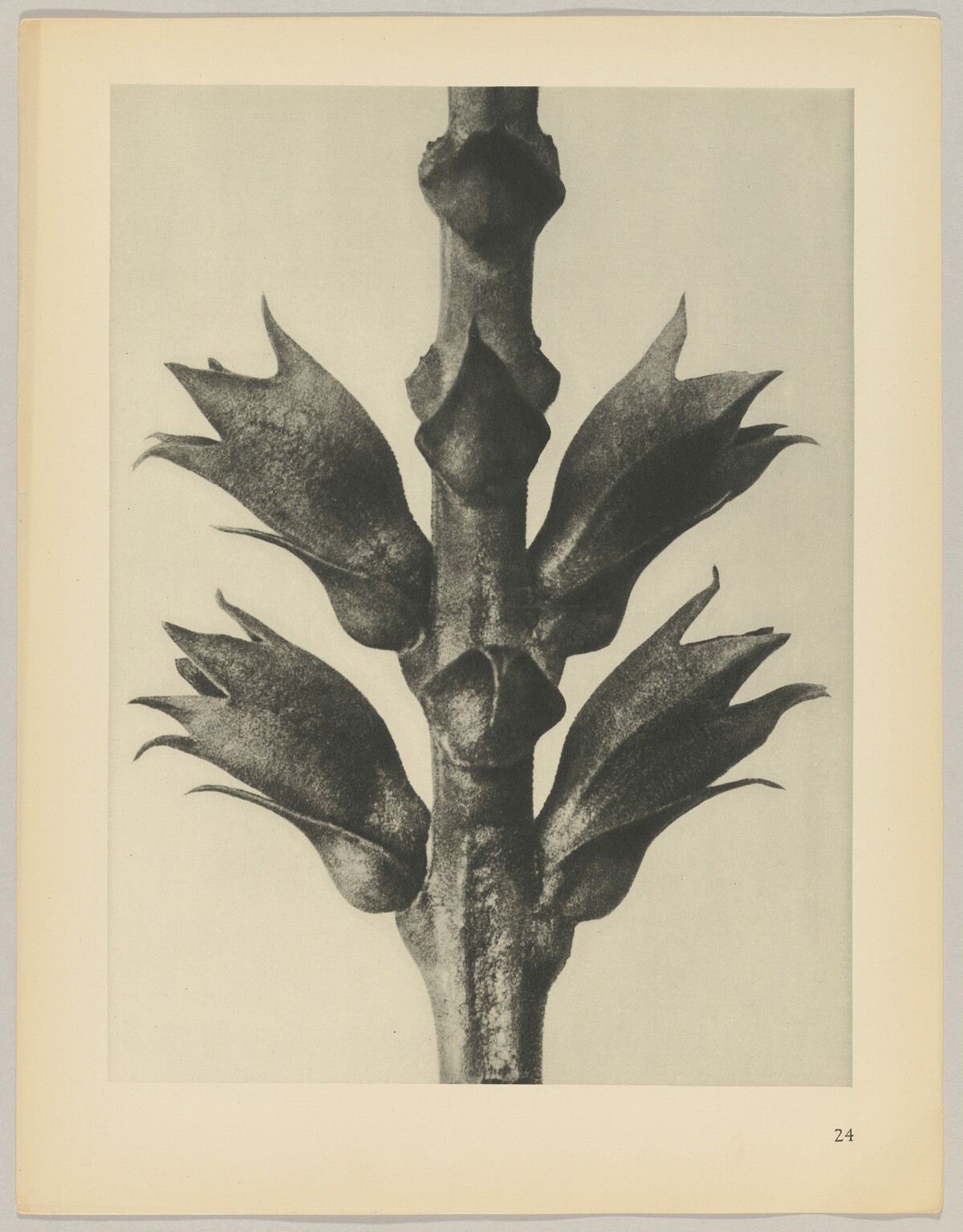 Physostegia virginiana by Karl Blossfeldt