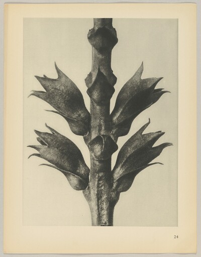 Physostegia virginiana