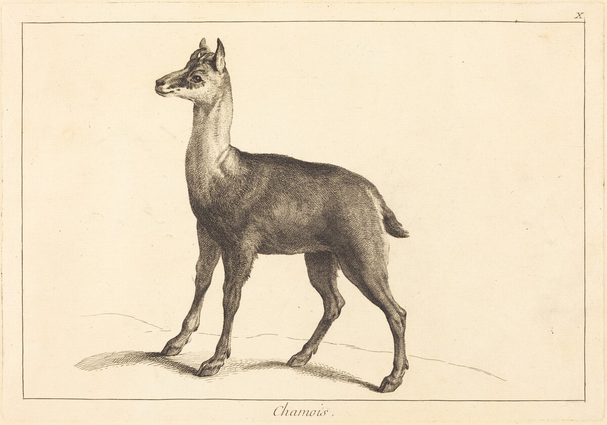 Chamois (Chamois) by Jacques-Philippe Le Bas and Jean Eric Rehn after Jean-Baptiste Oudry
