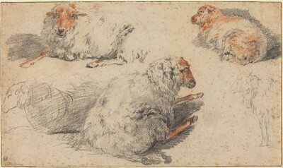 Sheep