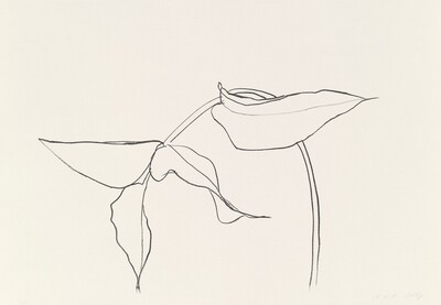 Philodendron I