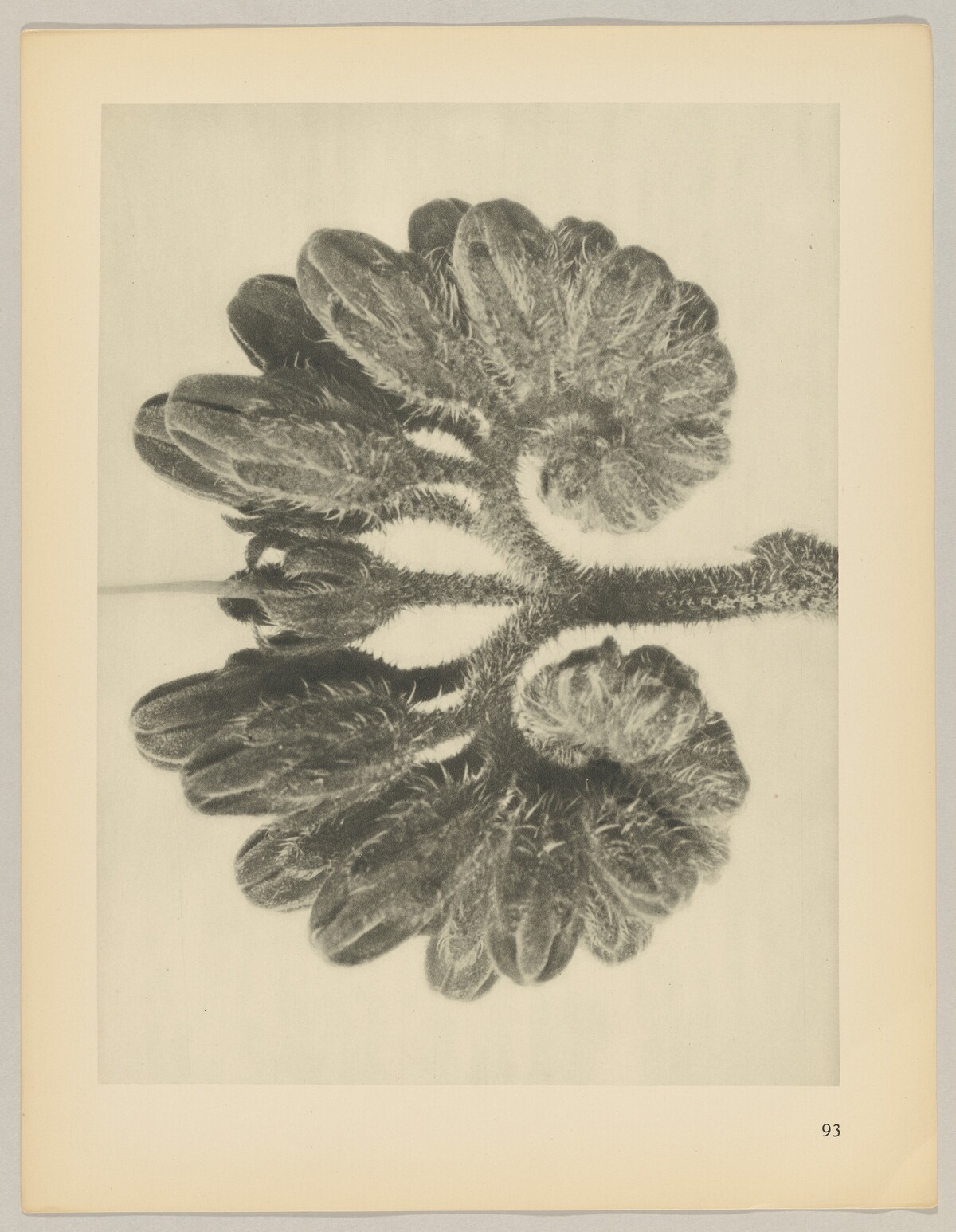 Symphytum officianale by Karl Blossfeldt