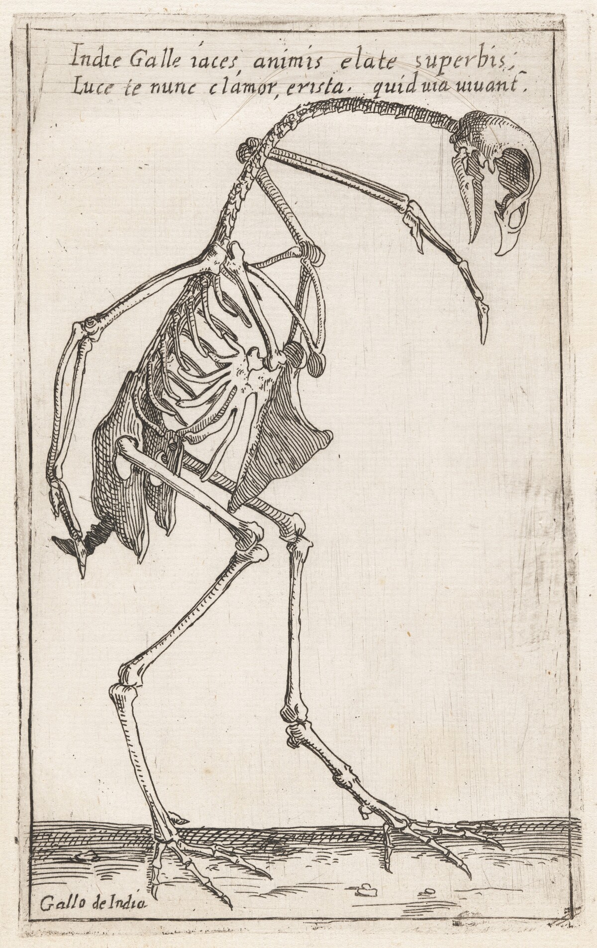 Skeleton of a Turkey by Teodoro Filippo di Liagno, called Napoletano