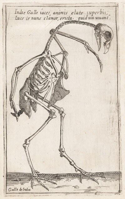 Skeleton of a Turkey