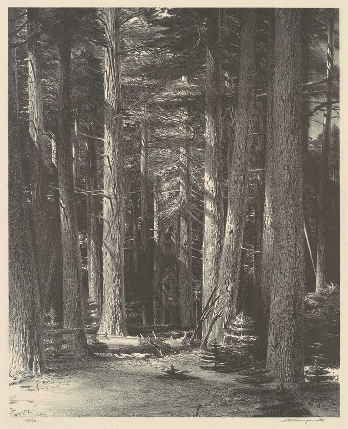 Cool Forest by Stow Wengenroth