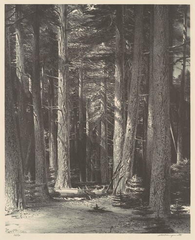 Cool Forest