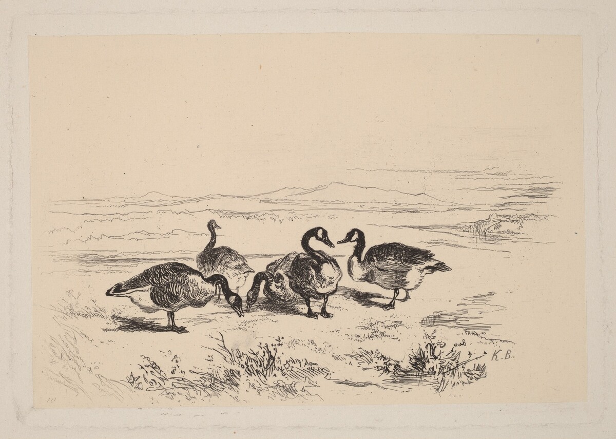 Oies bernacles by Karl Bodmer