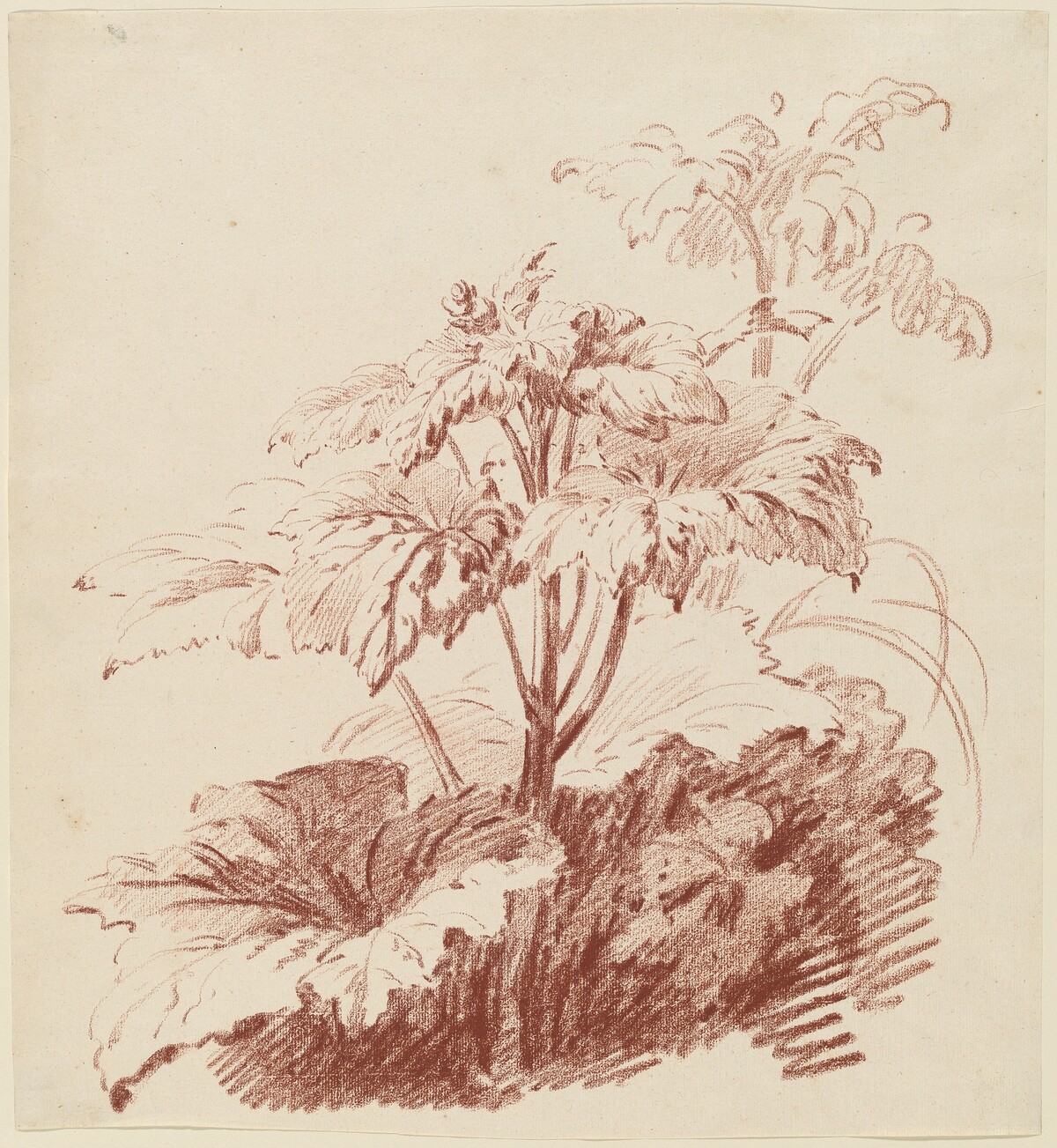 Flowering Plant with Buds by Jean-Baptiste Hüet, I