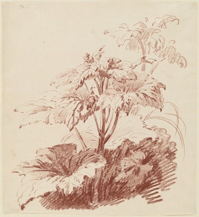 Flowering Plant with Buds