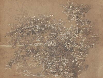 Foliage