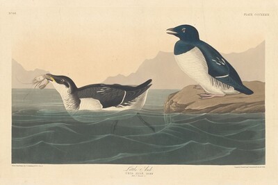 Little Auk