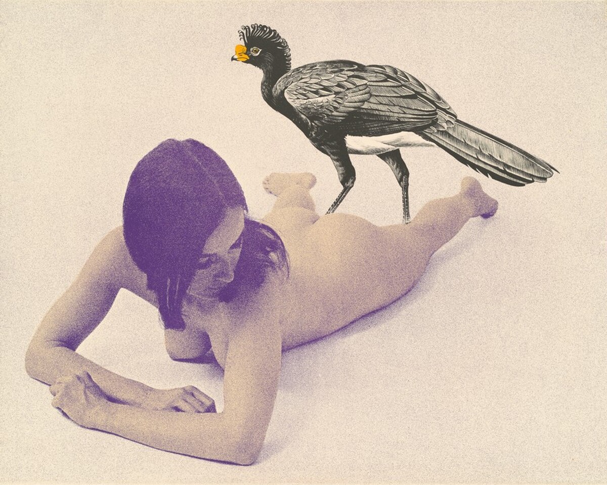 Curassow by Mel Ramos