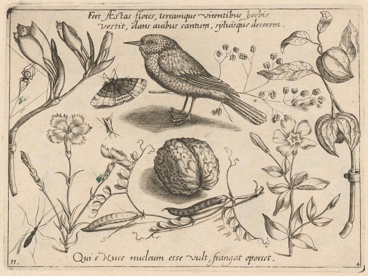 Archetypa studiaque patris Georgii Hoefnagelii [Part 4, Plate 11] by Jacob Hoefnagel after Joris Hoefnagel