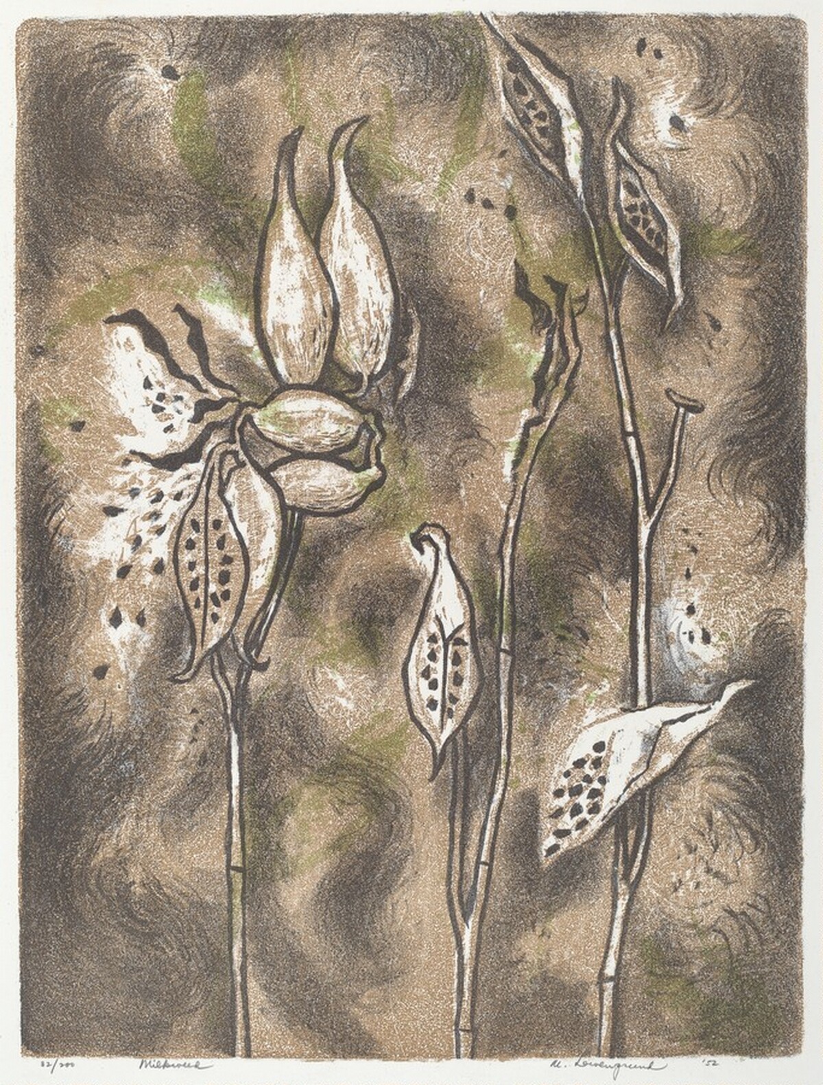 Milkweed by Margaret Lowengrund