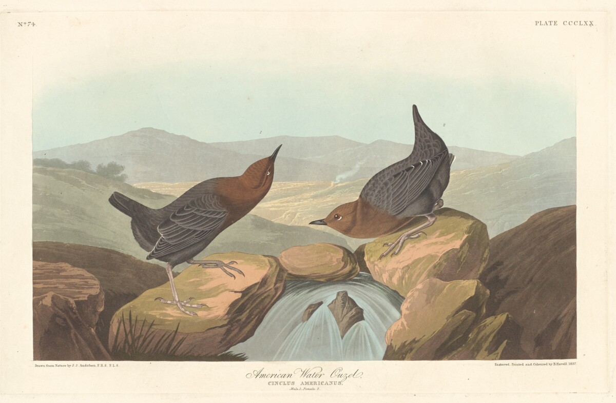 American Water Ouzel by Robert Havell after John James Audubon