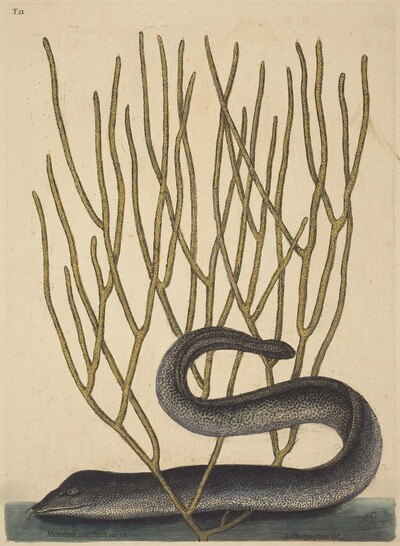The Black Muray (Muraenae helenae varietas)