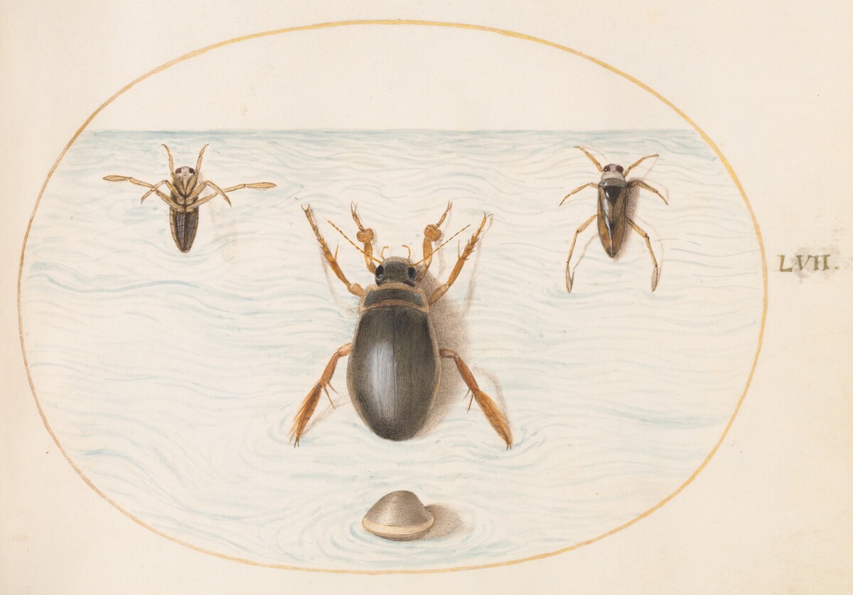 Plate 57: A Diving Beetle and Two Views of a Backswimmer by Joris Hoefnagel