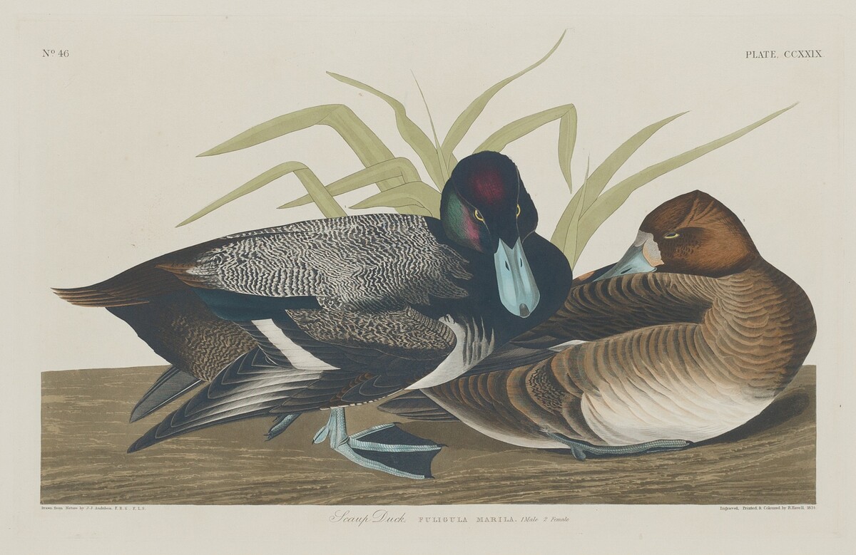 Scaup Duck by Robert Havell after John James Audubon