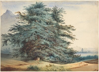 Two Ancient Trees before a Mountain Peak