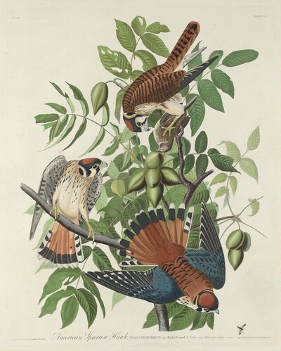 American Sparrow Hawk