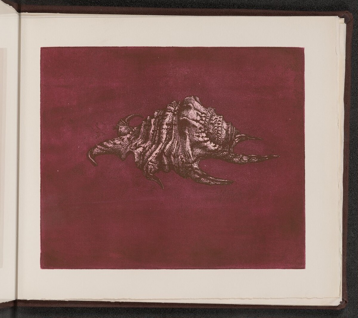 Pterocera rugosa by Charles Arthur Wells, Jr.