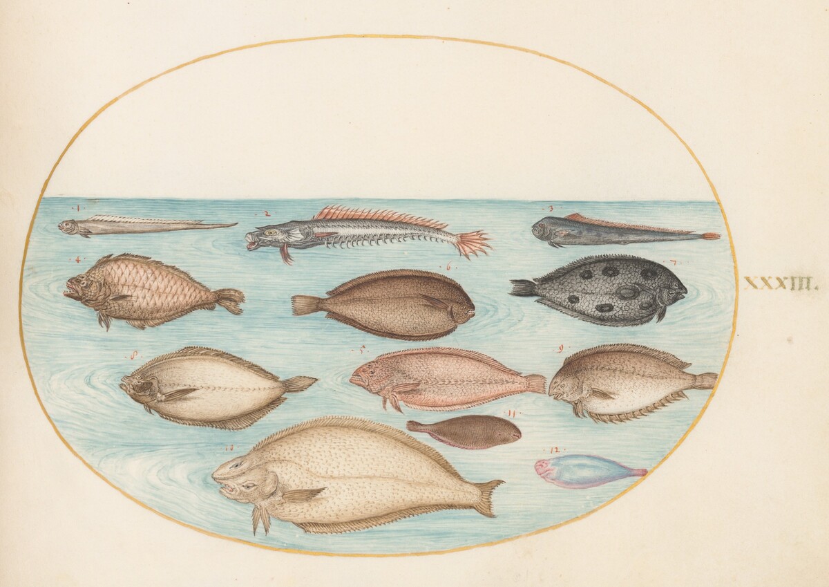 Plate 33: Sole and Other Flatfish with Bandfish(?) by Joris Hoefnagel