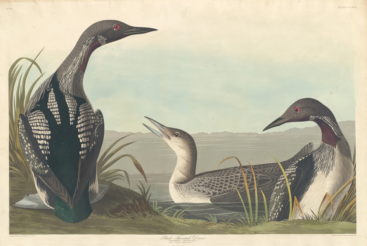 Black-throated Diver by Robert Havell after John James Audubon