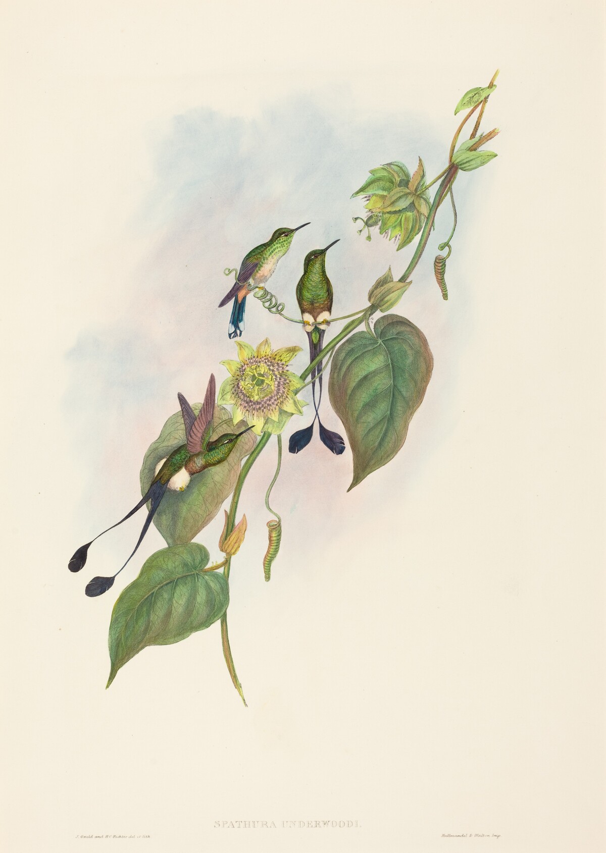 Spathura underwoodi (White-footed Racket-Tail) by John Gould and H.C. Richter
