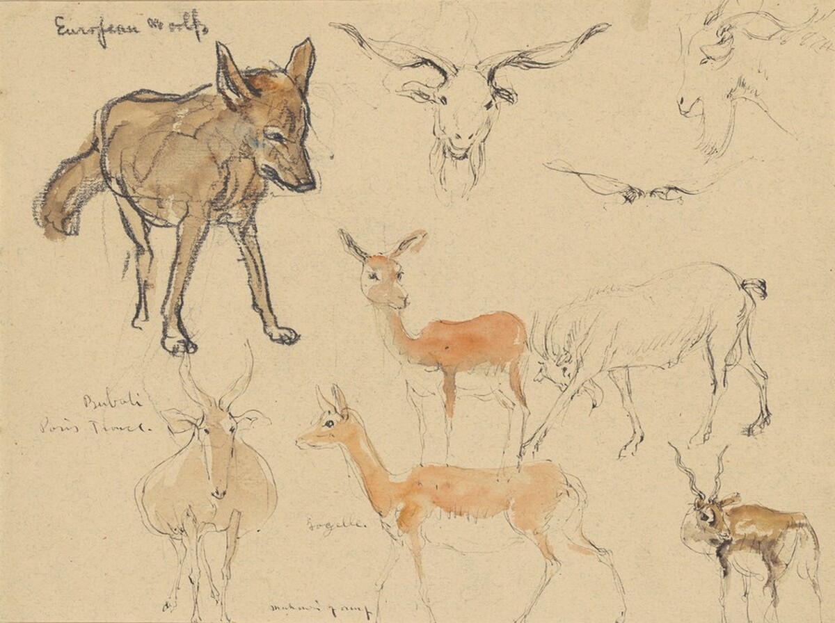 Studies of Animals by Manhonri Mackintosh Young
