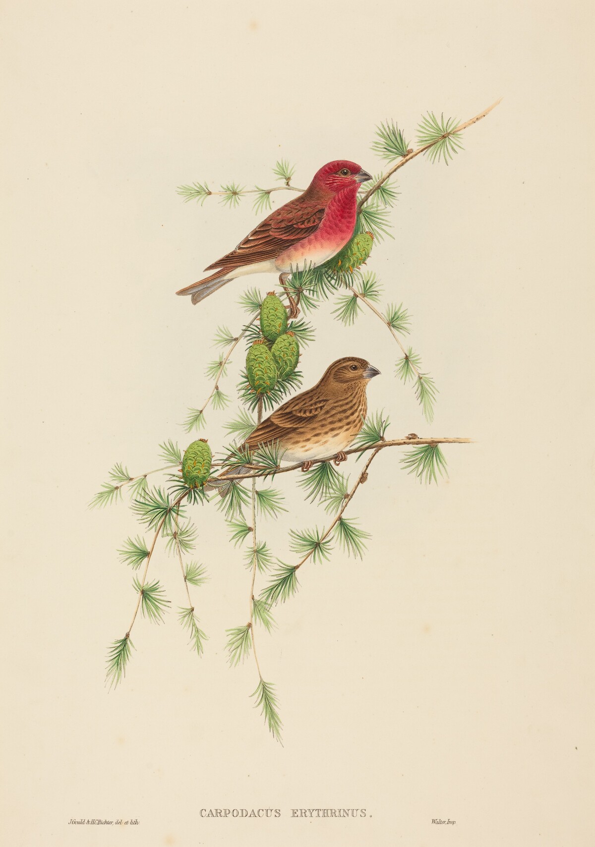 Carpodacus erythrinus (Common Rose Finch) by John Gould and H.C. Richter