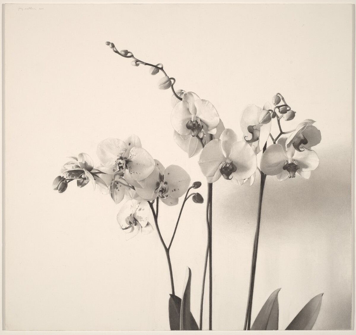 Orchids by Josep Santilari
