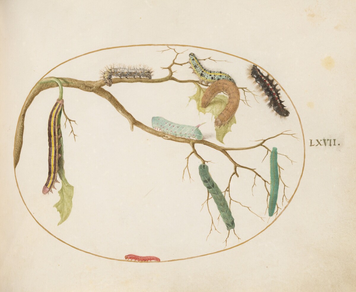 Plate 67: Large White and Small White Butterfly Caterpillars, Hornworm Caterpillar, Broom Moth Caterpillar, and Others by Joris Hoefnagel