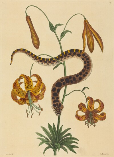 The Hog-nose Snake (Boa contortrix)