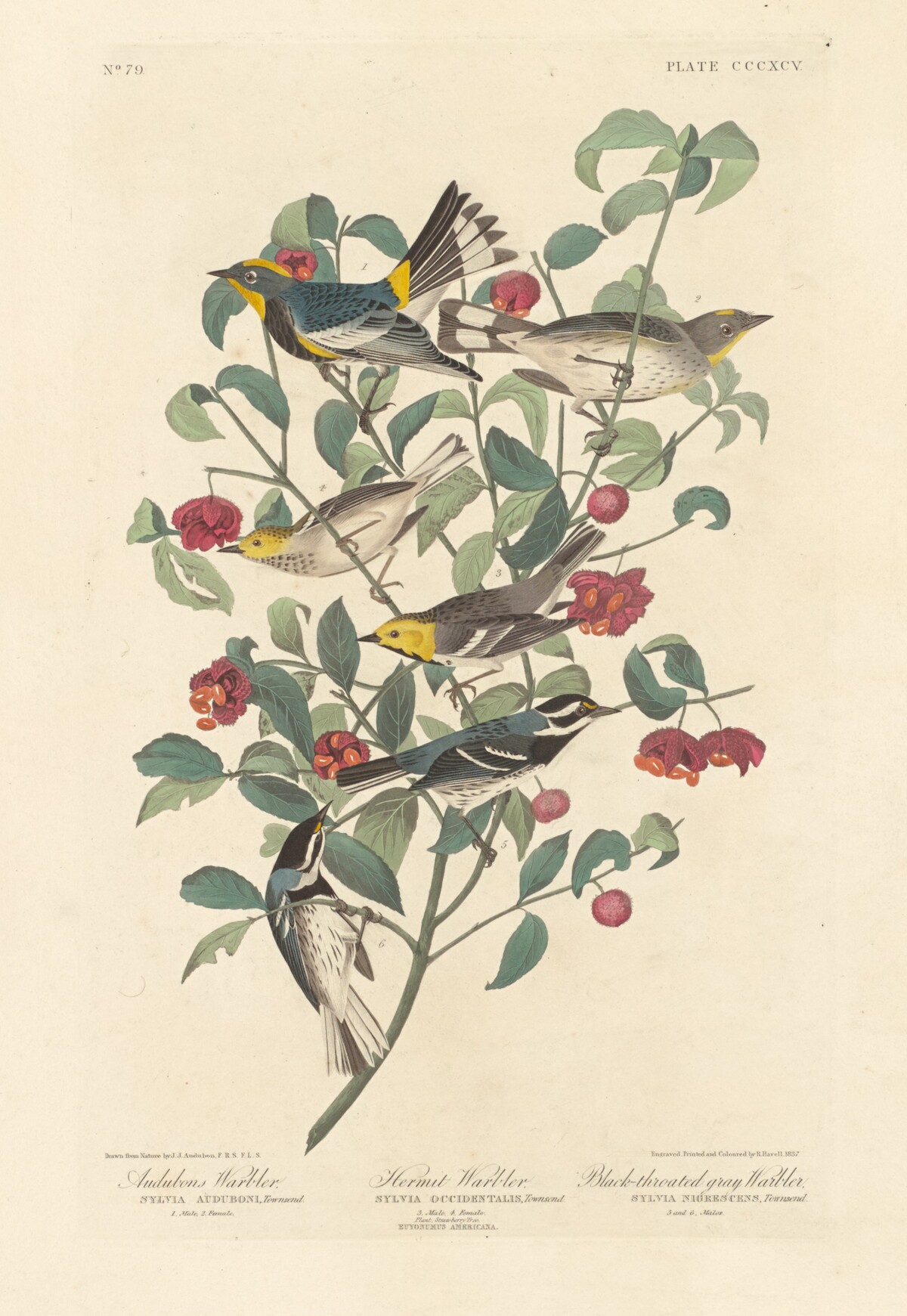 Audubon's Warbler, Hermit Warbler and Black-throated Gray Warbler by Robert Havell after John James Audubon