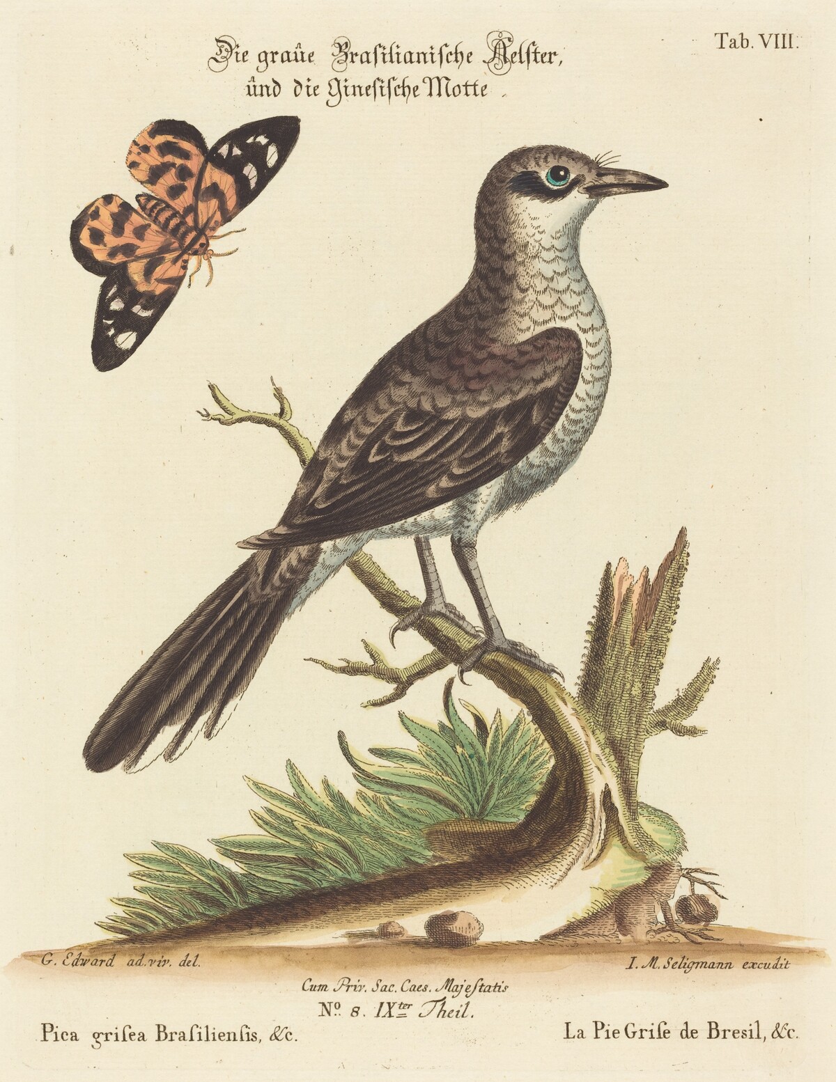 Pica grisea Brasiliensis by Johann Michael Seligmann after George Edwards