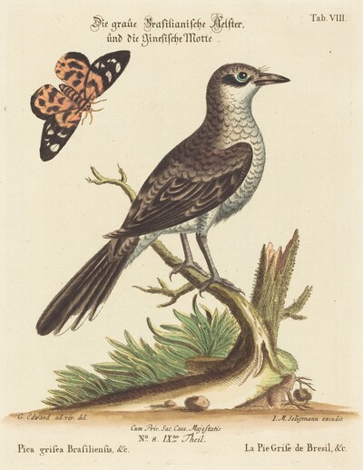 Pica grisea Brasiliensis