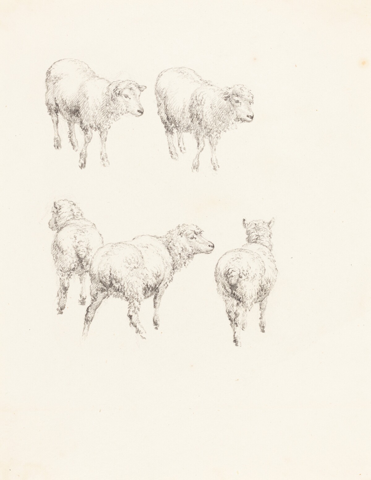 Five Sheep by Robert Hills