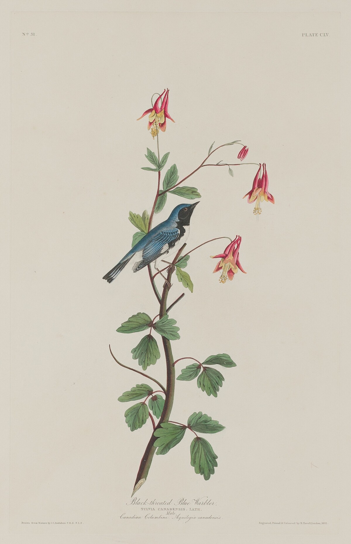 Black-throated Blue Warbler by Robert Havell after John James Audubon